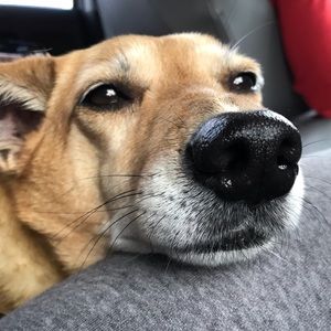 Meet your Posher, Mackenzie